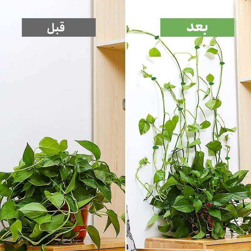 قیم بند مدل برگ بسته 25 عددی