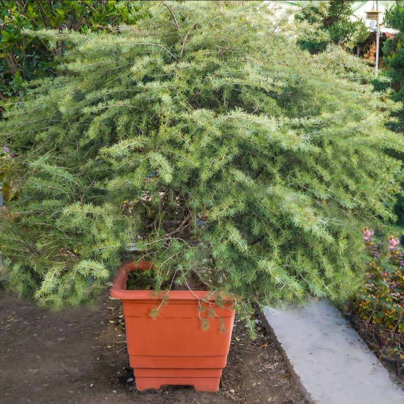 گلدان گلپونه مدل پلاستیکی مربع کد 118