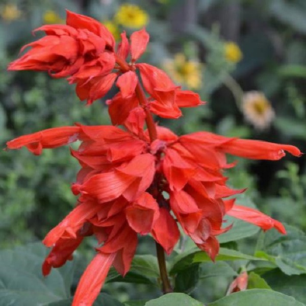 بذر گل سلوی قرمز جی پی سید مدل GP475 بذر گل سلوی قرمز جی پی سید مدل GP475