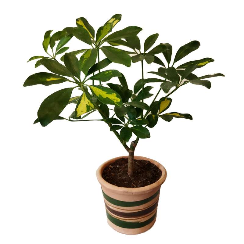 گیاه طبیعی شفلرا کد pg_18