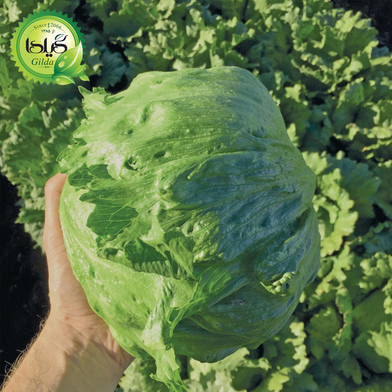 بذر کاهو پیچ فردوس گیلدا کد 332