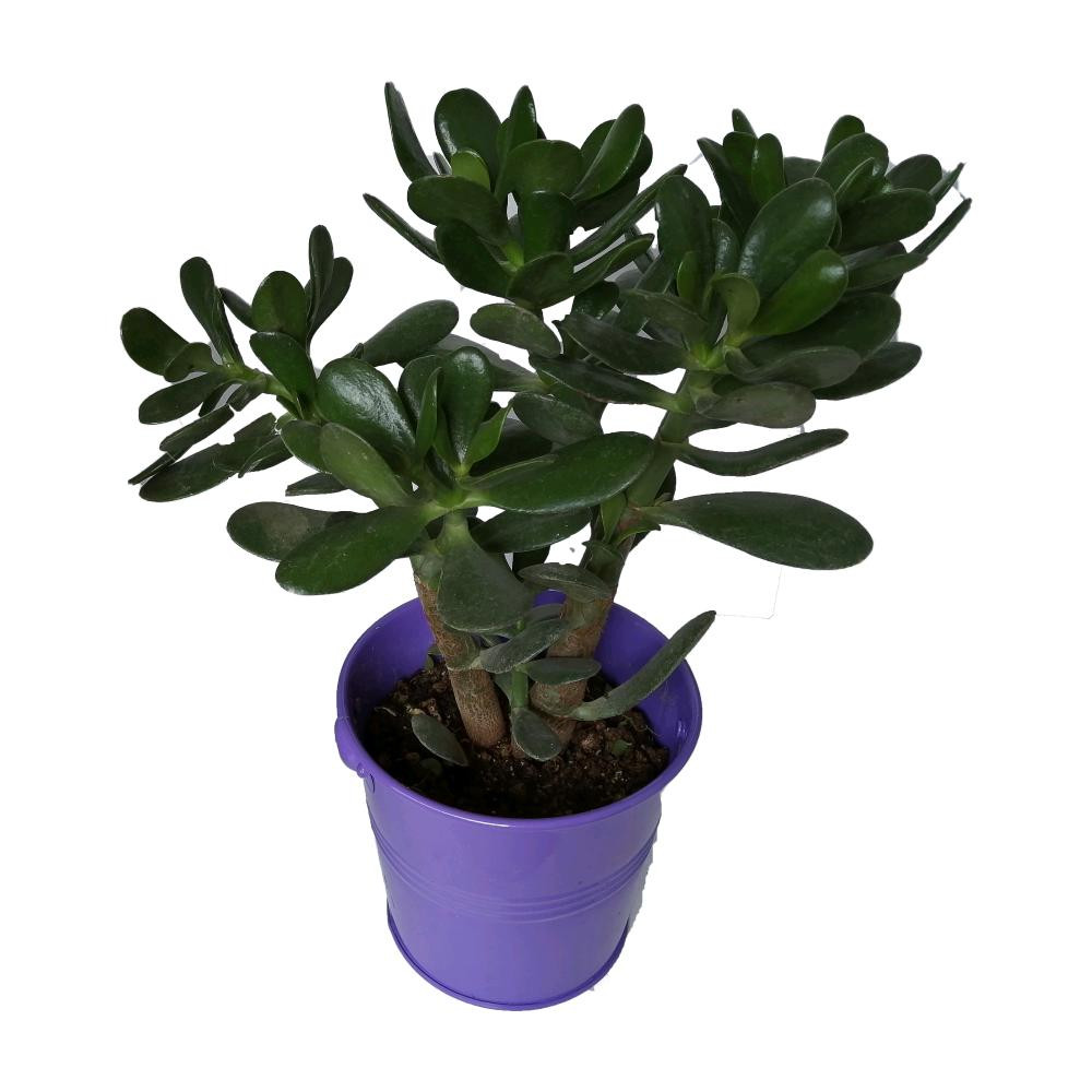 گیاه طیبعی کراسولا قاشقی کد mf05