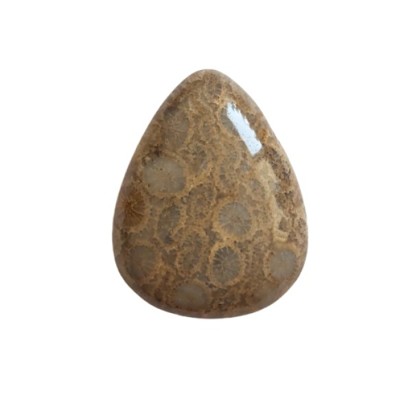 سنگ مرجانی کد 003