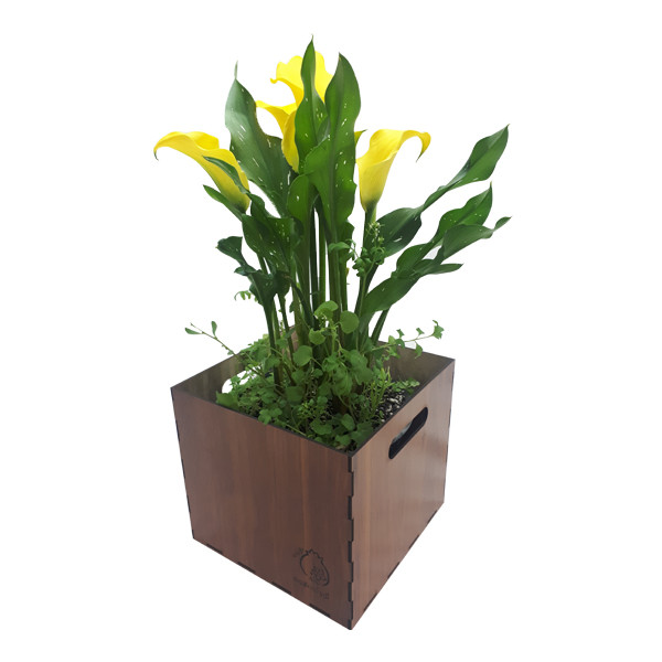 گیاه طبیعی شیپوری ناردونه کد M01