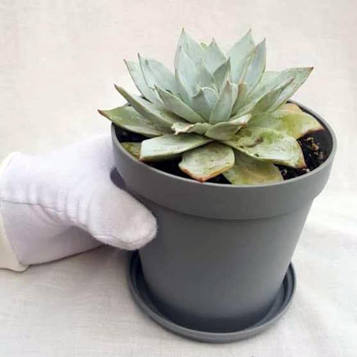 گیاه طبیعی ساکولنت اچوریا کد T01 گیاه طبیعی ساکولنت اچوریا کد T01