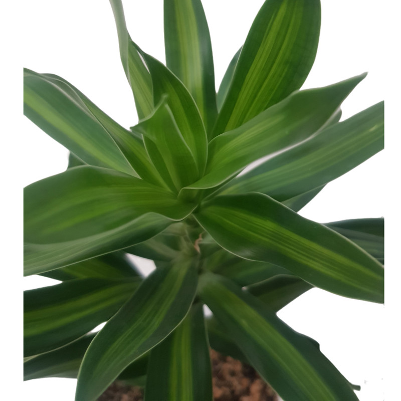 گیاه طبیعی دراسنا پیله موآ مدل 20221