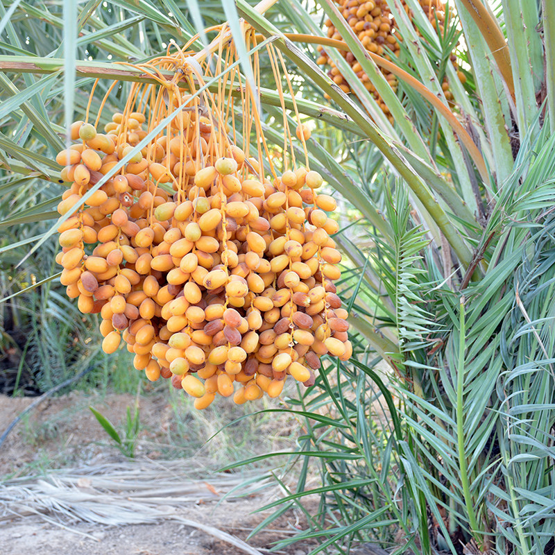خرما زاهدی نخلین - ۱۰۰۰ گرم 