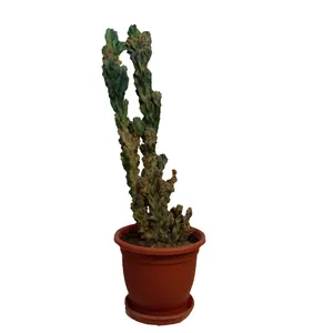 کاکتوس صخره ای سرئوس مدل K001