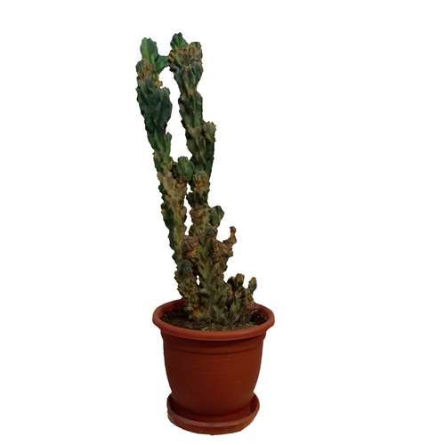 کاکتوس صخره ای سرئوس مدل K001