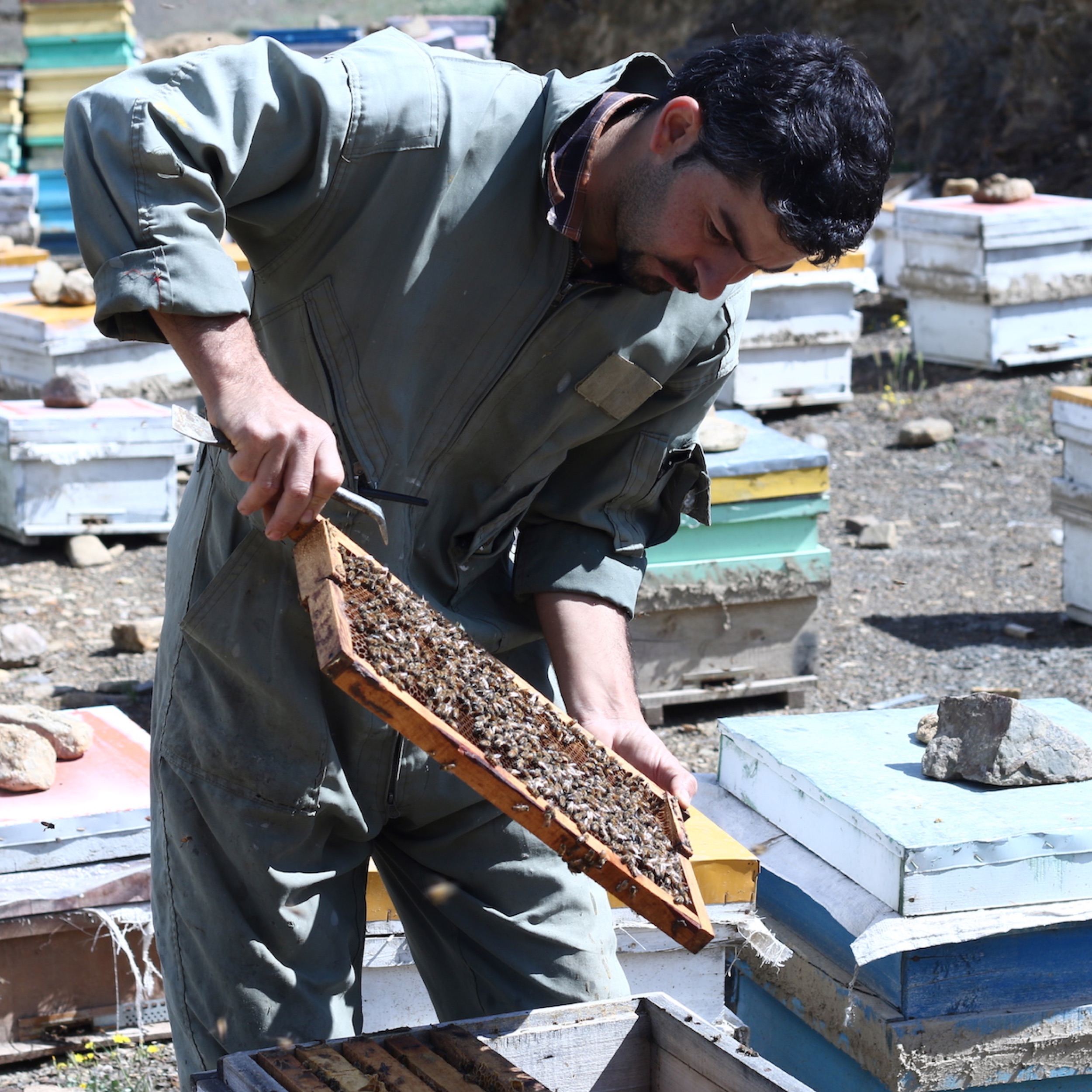 عسل گرماندیده زنبوردار امین‌هادی‌پور دهچی - ۹۰۰ گرم