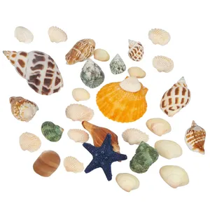 natural seashell and snail 25pcs