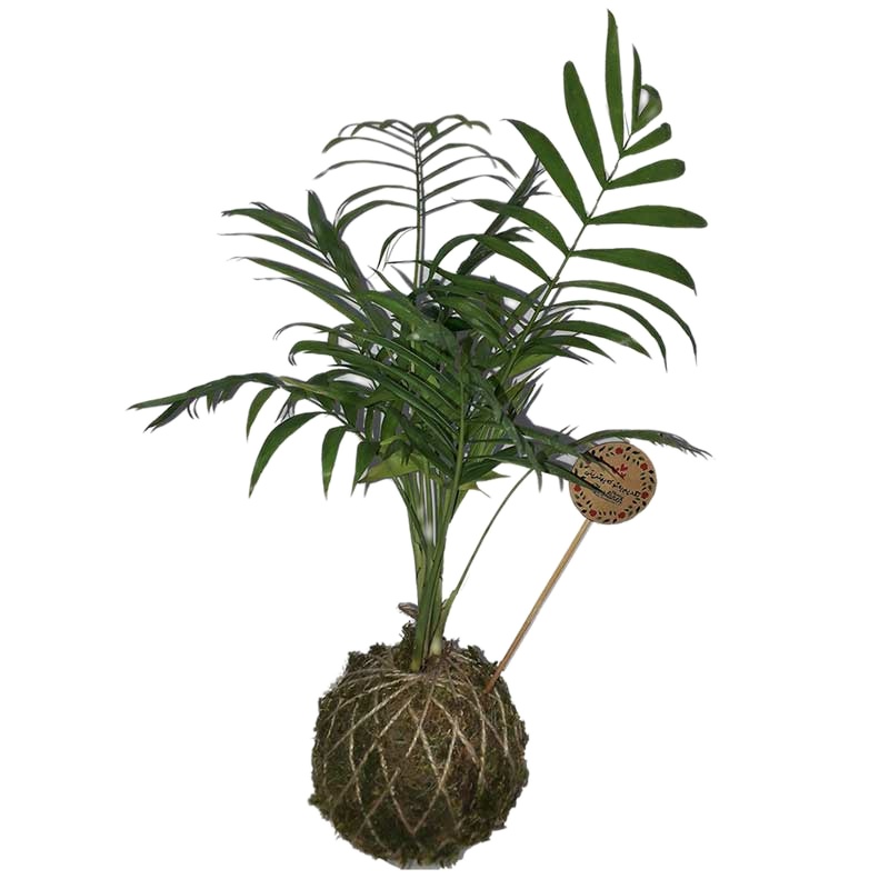 گیاه طبیعی شامادورا مدل کوکداما کد P.A.037