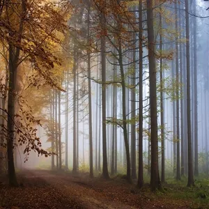 تابلو شاسی مورال طرح T80012 سایز 50x50 ساتنی متر