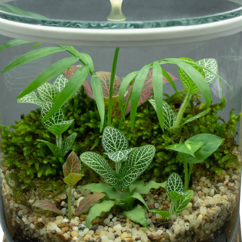 گیاه طبیعی تراریوم مدل گیسوم