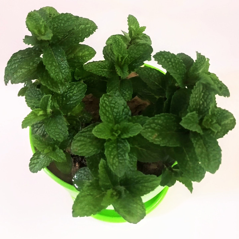 گیاه طبیعی نعنا مدل C-27