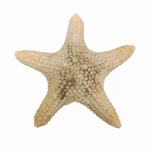 ستاره دریایی تزیینی مدل bs6