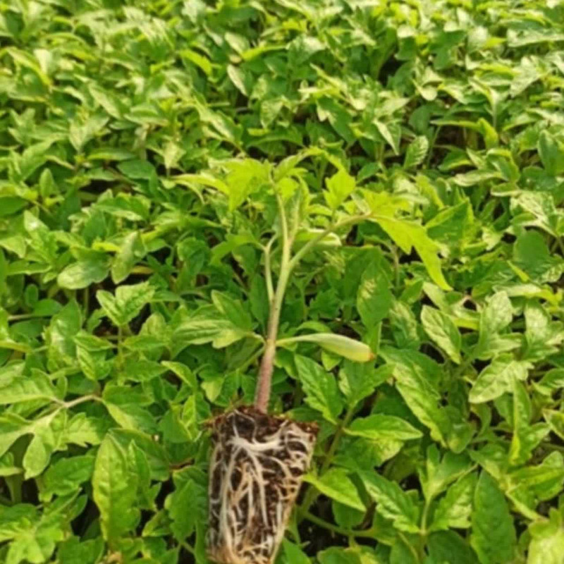 گیاه نشا بادمجان مدل SIN160 بسته 150 عددی