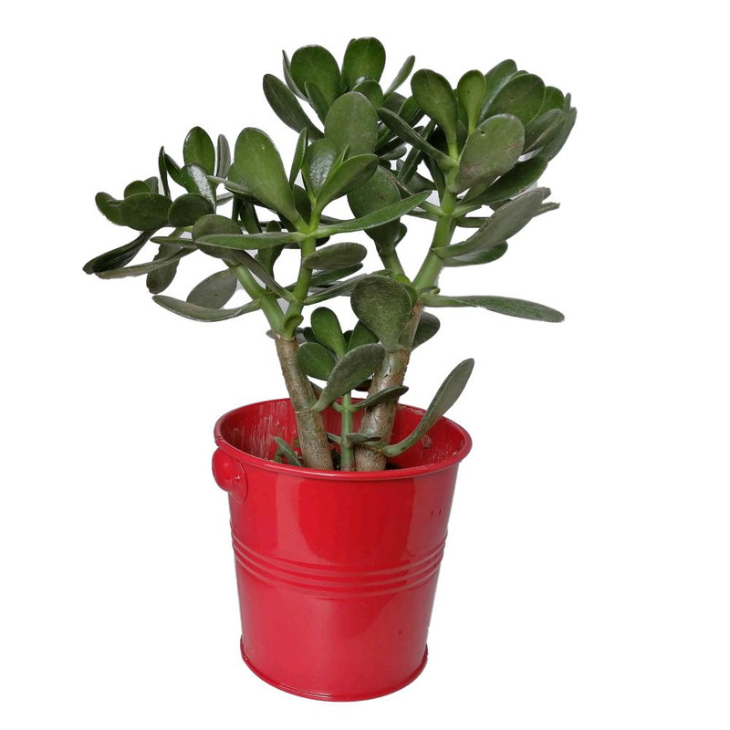 گیاه طبیعی کراسولا سکه ای کد gf12 گیاه طبیعی کراسولا سکه ای کد gf12