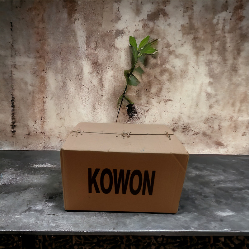 کاتر شیشه پاک کن کوون مدل PA بسته 10 عددی کاتر شیشه پاک کن کوون مدل PA بسته 10 عددی