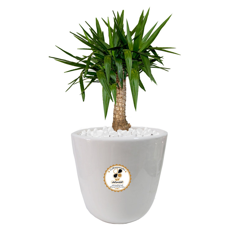 گیاه طبیعی یوکا شرکت گلباران سبز گیلان مدل GN12-16S