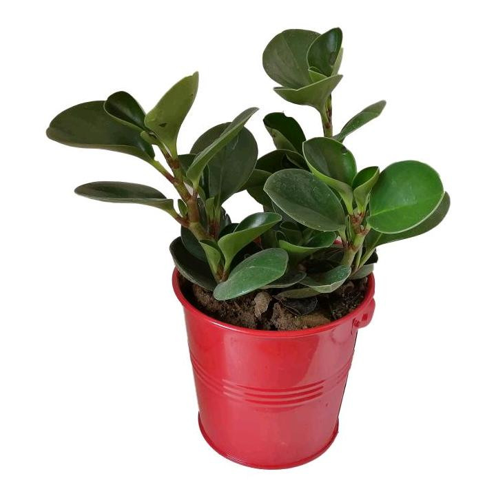 گیاه طبیعی قاشقی کد ef07 گیاه طبیعی قاشقی کد ef07