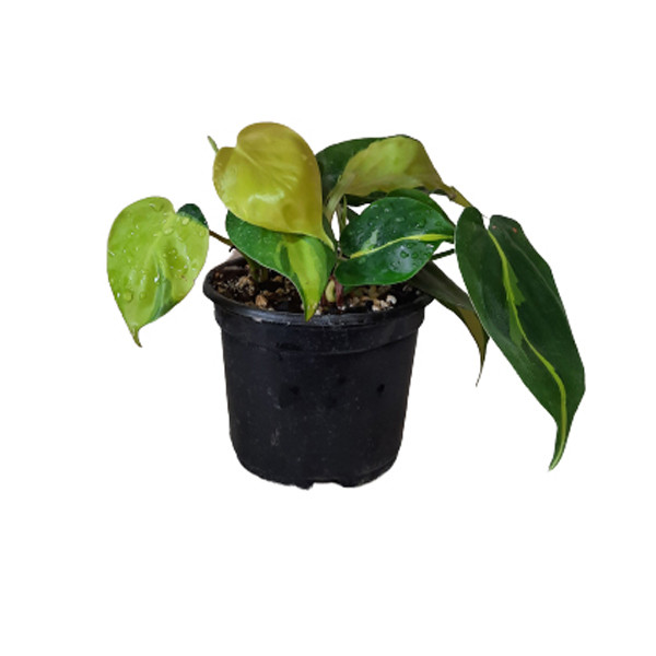 گل طبیعی اسکاندیس ابلق کد Skandisa01