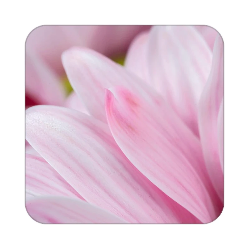 زیر لیوانی کاکتی طرح گل مدل mp18418