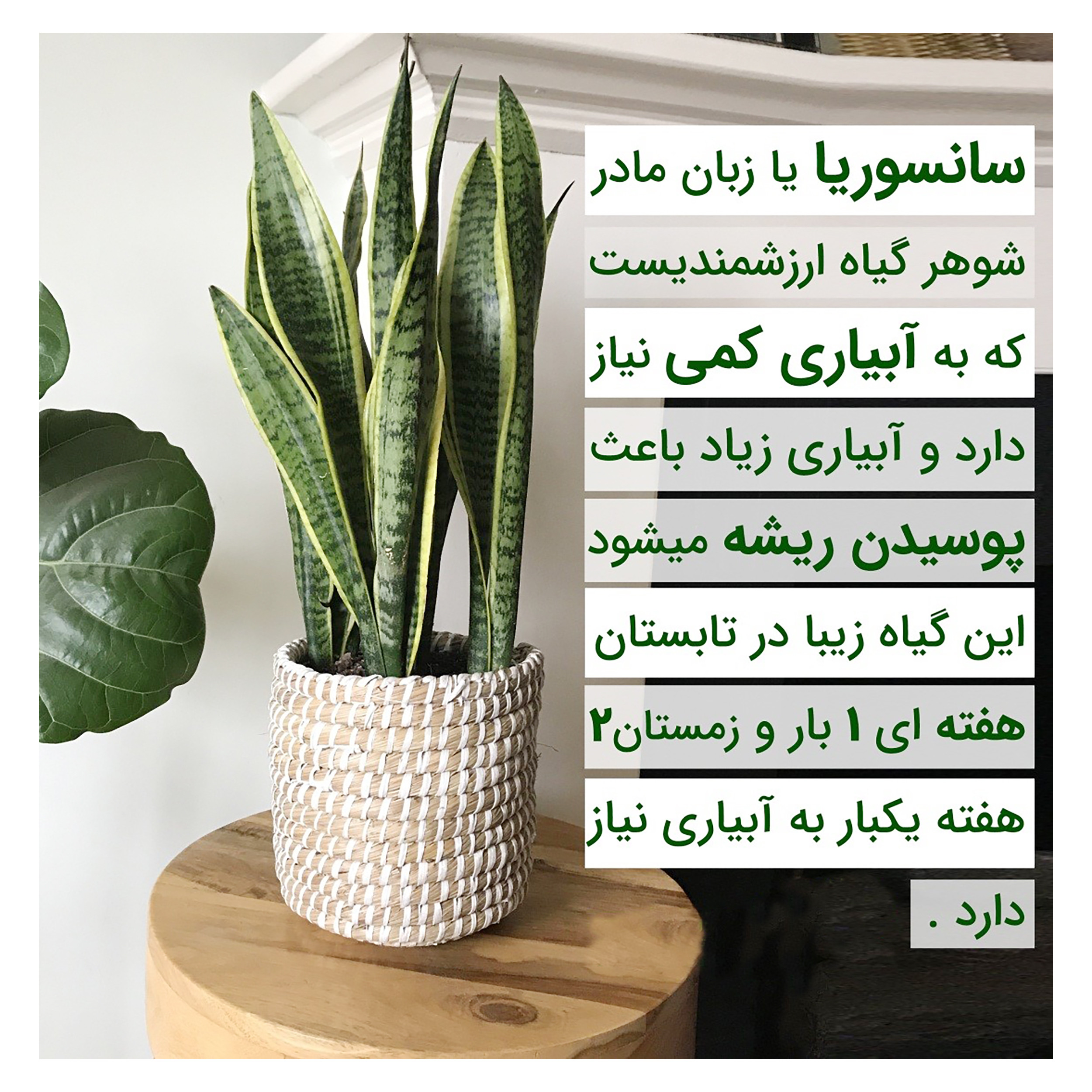 کود کامل سانسوریا فلوریست مدل NPK وزن 60 گرم