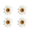 گل خشک مدل رزین اپوکسی بابونه مجموعه 4 عددی
