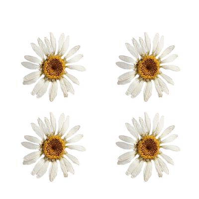 نقد و بررسی گل خشک مدل رزین اپوکسی بابونه مجموعه 4 عددی توسط خریداران