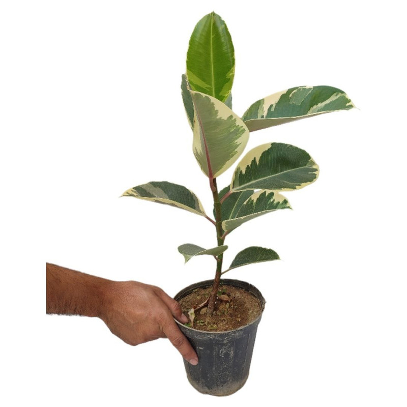 گیاه طبیعی فیکوس ابلق یاقوتی مدل 014