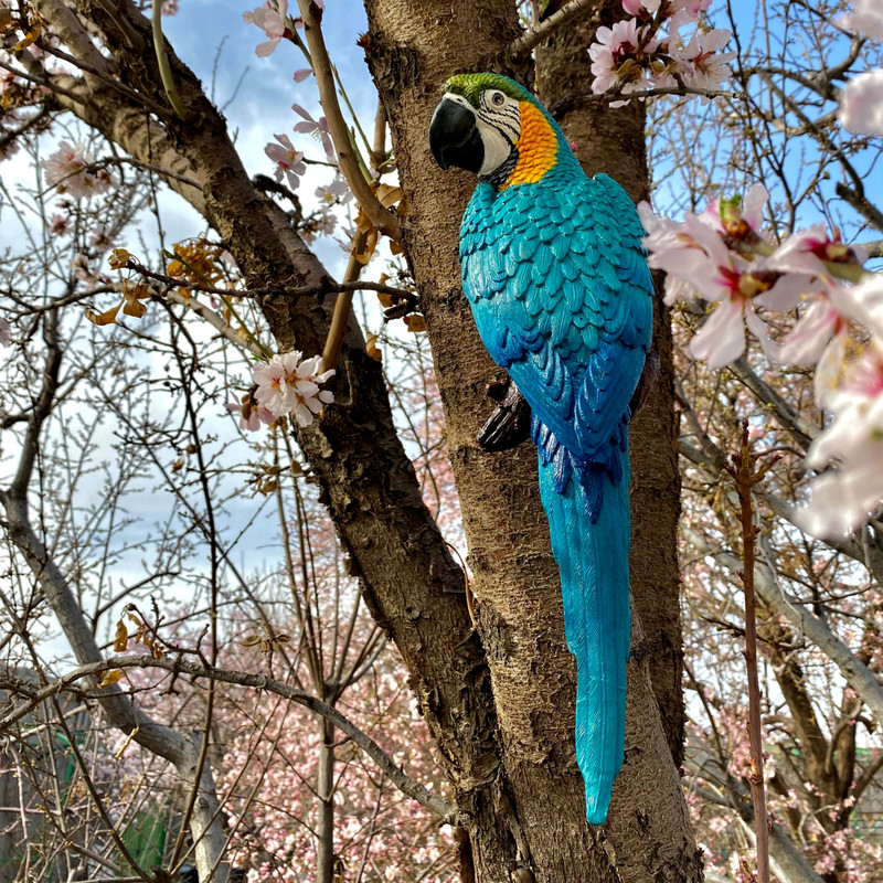 مجسمه مدل طوطی