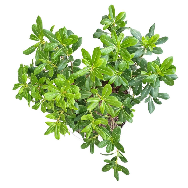 گیاه طبیعی بنسای میخک هندی کد 110