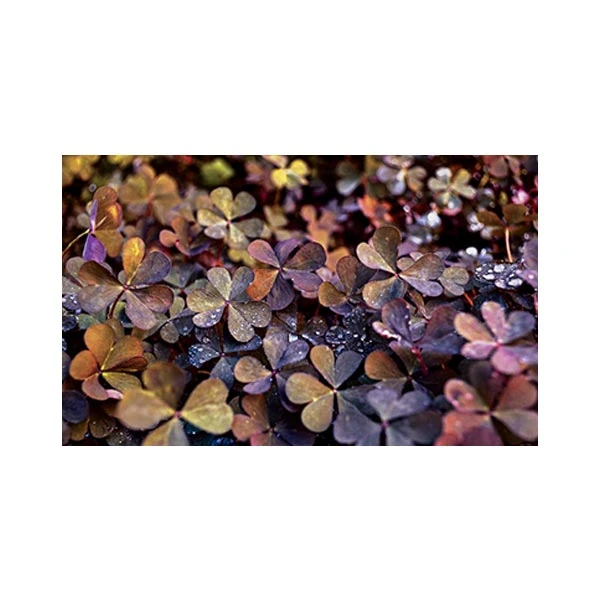   پادری مدل گل و طبیعت کد M35M001-MF0022 سایز 76x46 سانتی متر