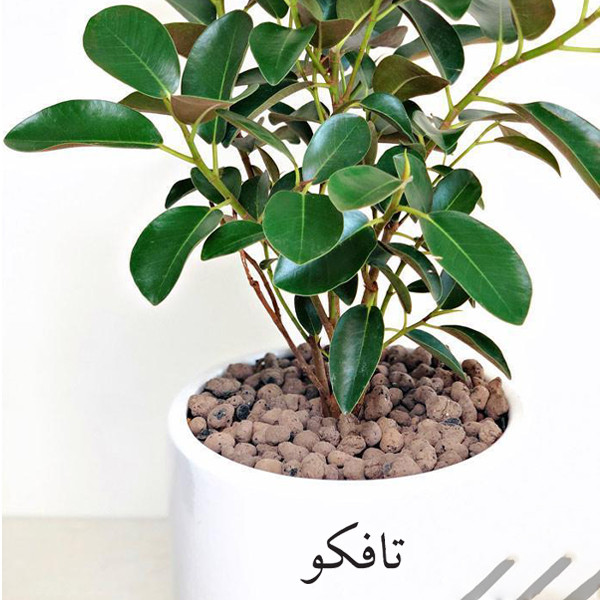 گل طبیعی فیکوس جنگلی تافکو کد 2030