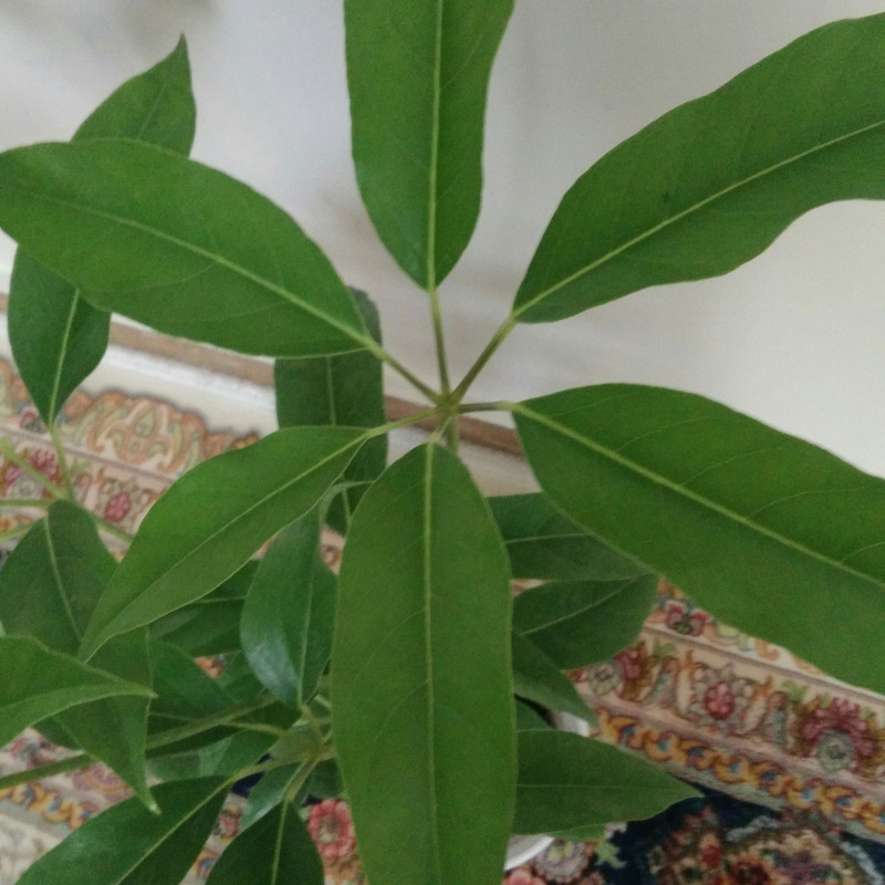 گیاه طبیعی شفلرا آمیت مدل shfa-2 گیاه طبیعی شفلرا آمیت مدل shfa-2