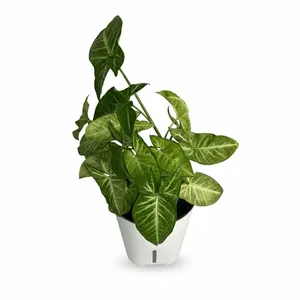 سینگونیوم سبز گلآرون مدل هیدروپنیک p16