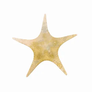 ستاره دریایی تزیینی مدل t5