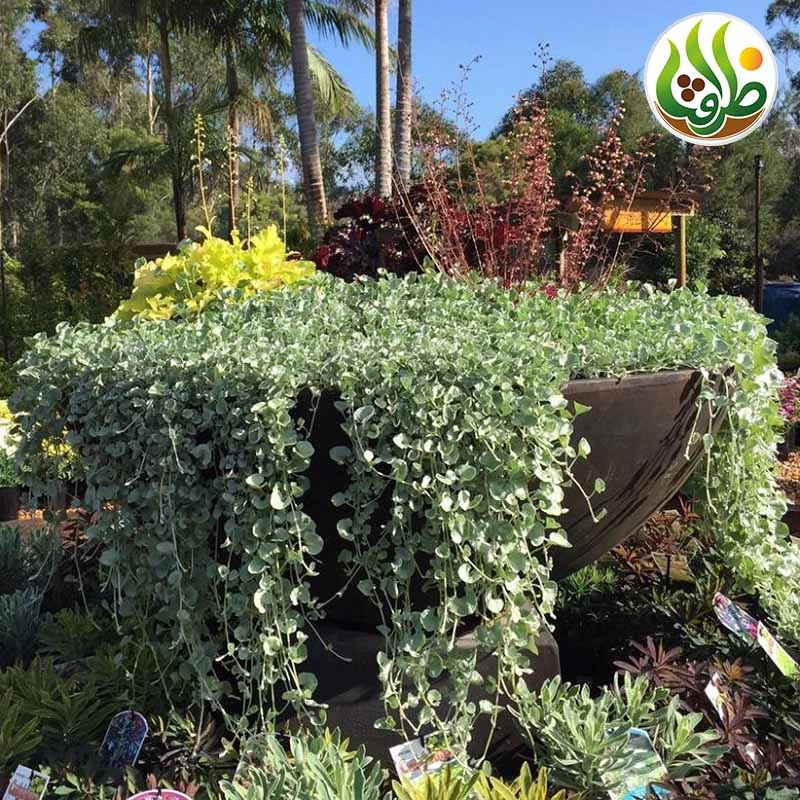 عکس شماره 7 : بذر چمن دایکوندرا ظرافت مدل bz18069 بسته 5 عددی