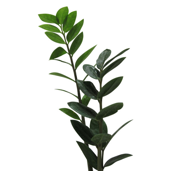 گیاه طبیعی زاموفیلیا کد S - M01 گیاه طبیعی زاموفیلیا کد S - M01