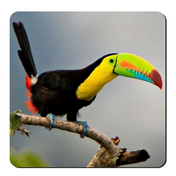  زیر لیوانی طرح توکان کد nzl649