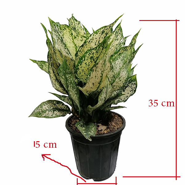 گیاه طبیعی آگلونما کد 5161921