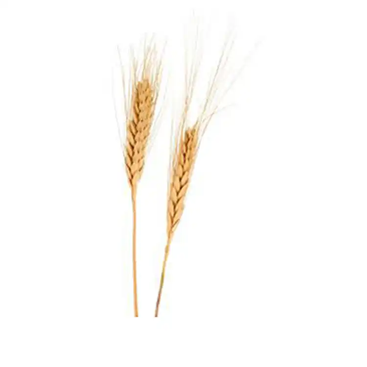 گل خشک مدل خوشه گندم