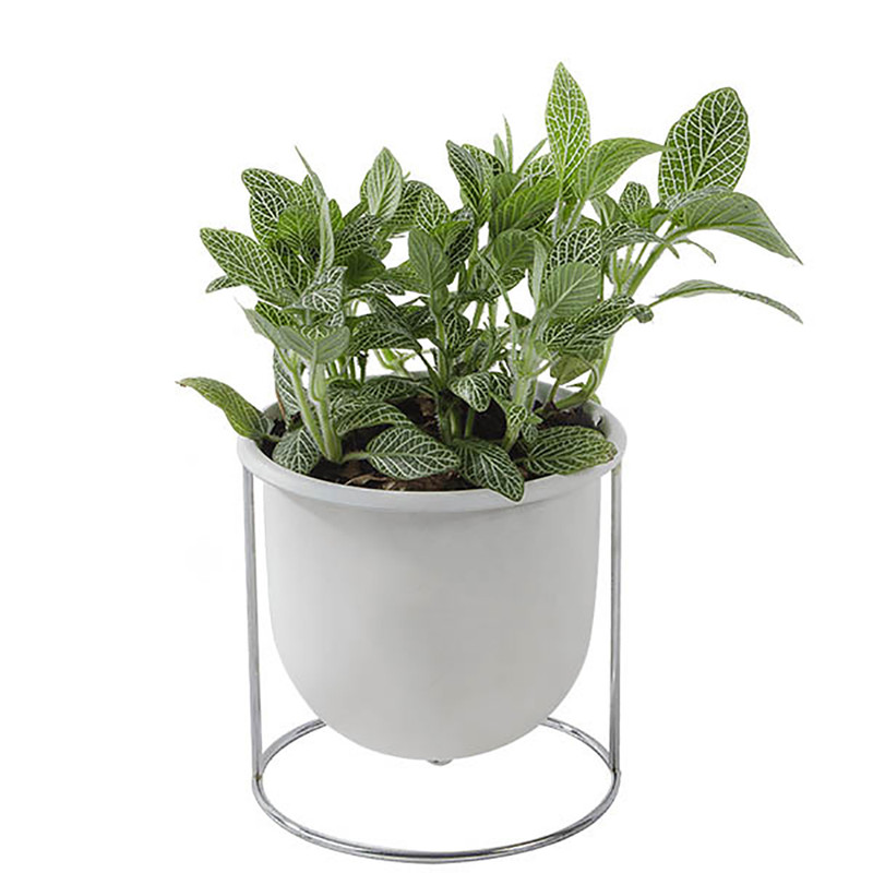 گیاه طبیعی فیتونیا بنیس فلاور مدل P-29 گیاه طبیعی فیتونیا بنیس فلاور مدل P-29