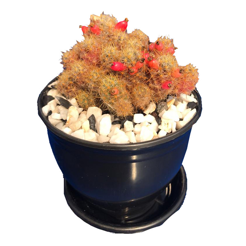 گیاه طبیعی کاکتوس مامیلاریا مدل RT-Z9