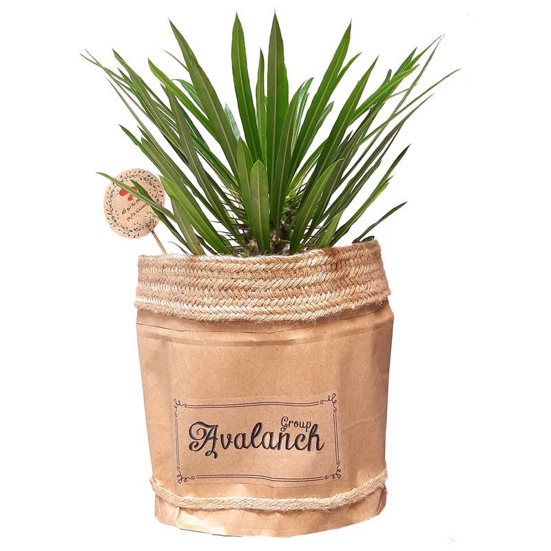 گیاه طبیعی نخل ماداگاسکار کد P.A.06