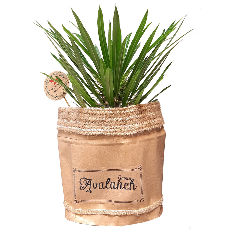 گیاه طبیعی نخل ماداگاسکار کد P.A.06