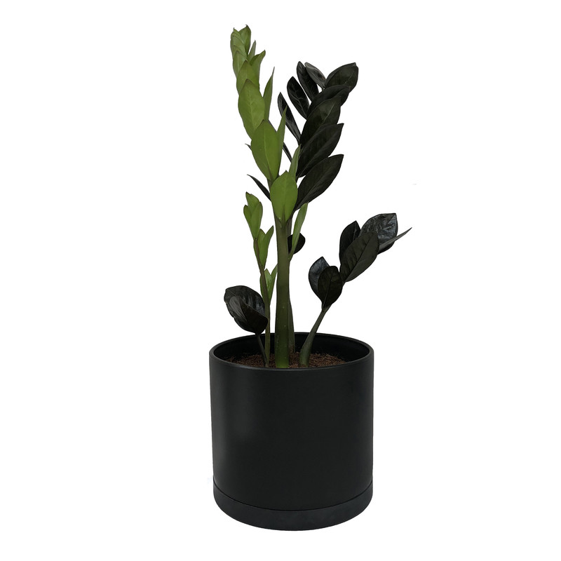 گياه طبيعي زاموفيليا سوپر بلك كد LS-05G