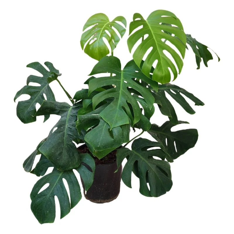 گیاه طبیعی برگ انجیری مدل پنجه شیری کد 03
