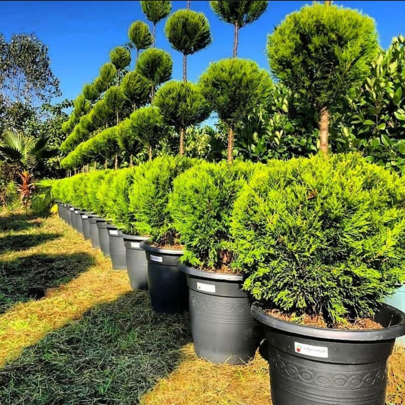 گلدان گلپونه مدل پلاستیکی گرد کد 319